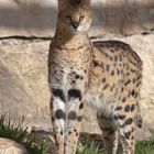 Le Serval