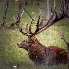 Le seul cerf vu à Thorenc au repos