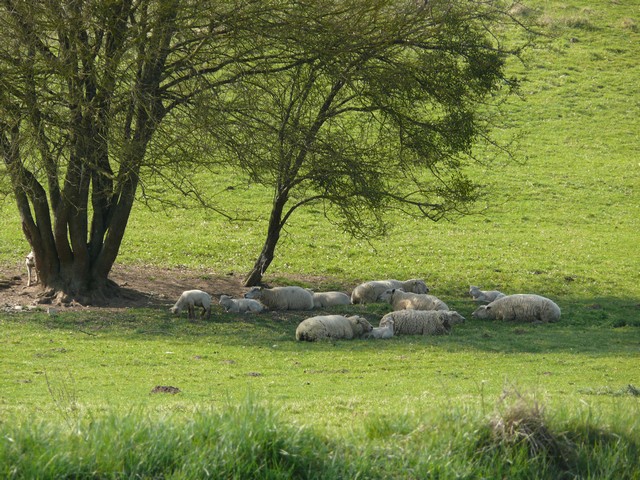 Le silence des moutons