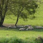 Le silence des moutons