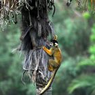 le singe-écureuil ou saïmiri