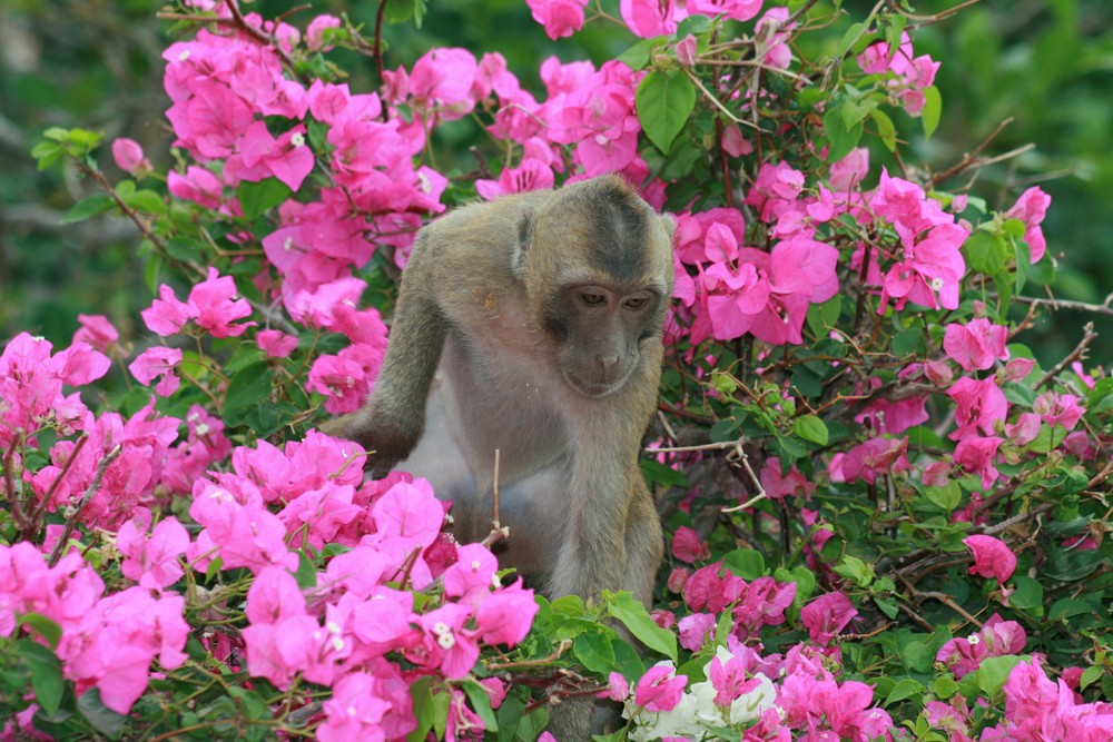 Le singe et le Bougainvillier