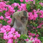 Le singe et le Bougainvillier