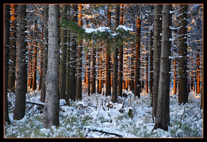 Le soir le soleil se faufile entre les arbres