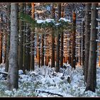 Le soir le soleil se faufile entre les arbres