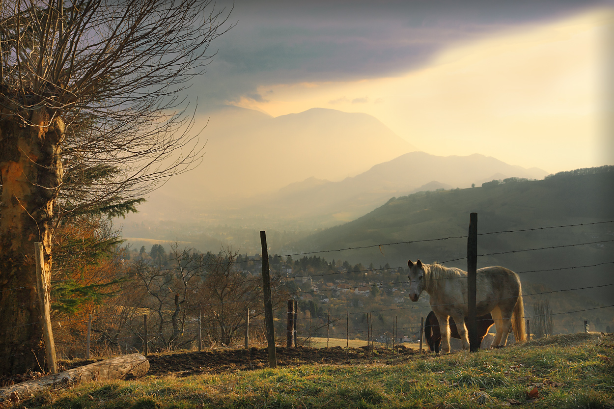 le soir, les chevaux