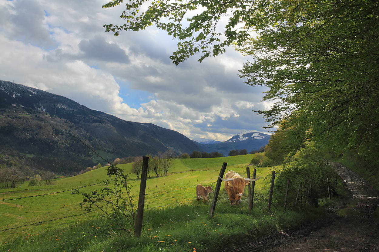 le soir, les petites vaches