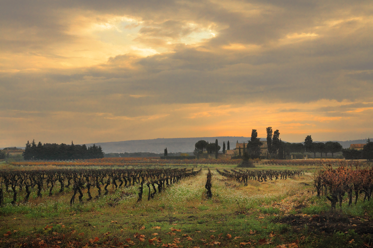 le soir, les vignes