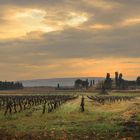 le soir, les vignes