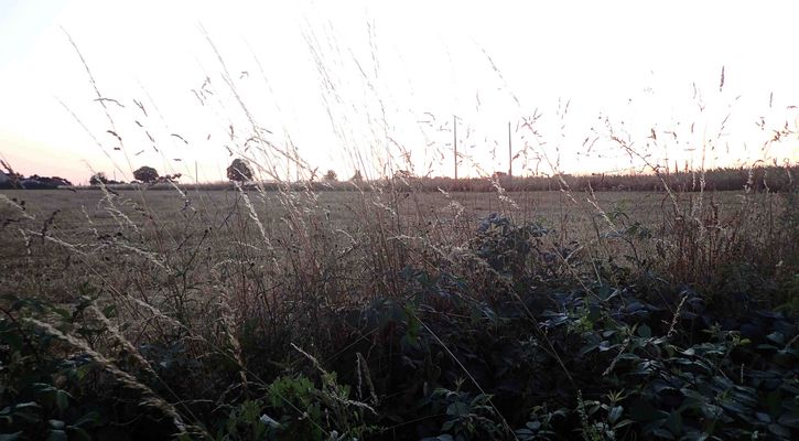 le soir s'en vient, sur les champs, paître .