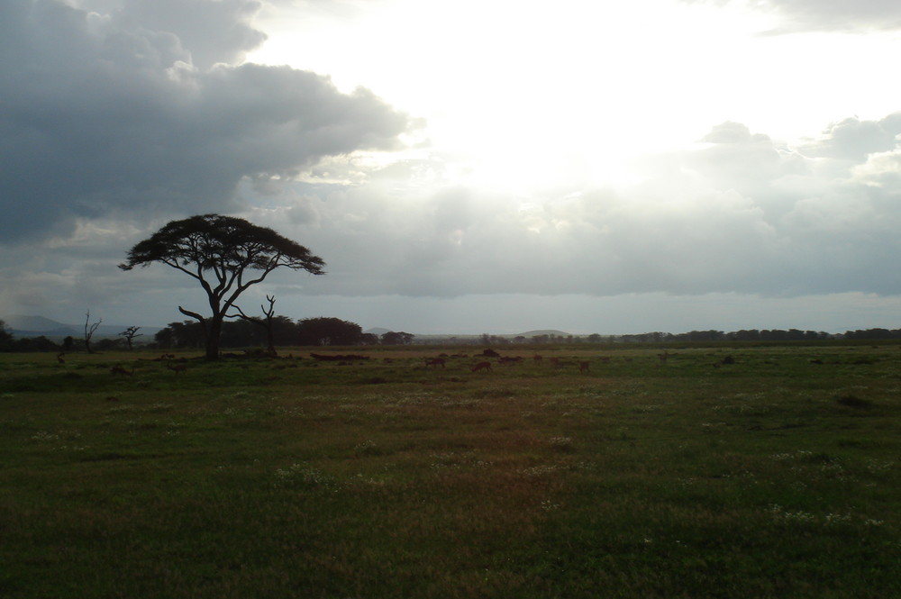Le soleil après l'oral au pied du kilimandjaro de lorraine49 