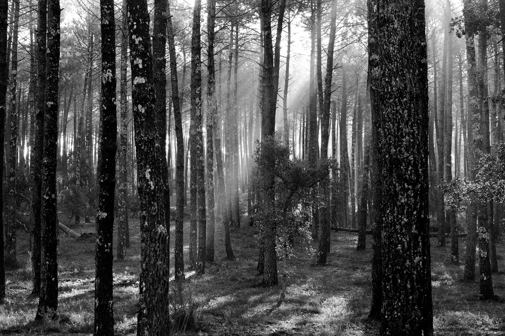 le soleil dans la forêt !