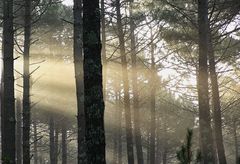 le soleil dans la forêt !