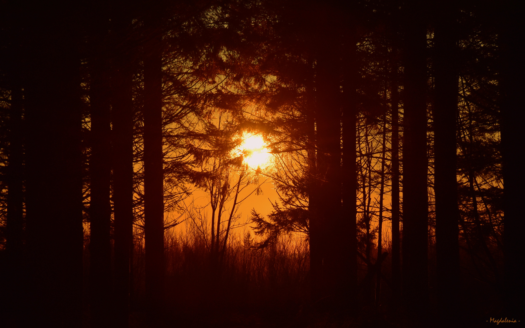Le soleil de la forêt 