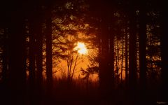 Le soleil de la forêt 