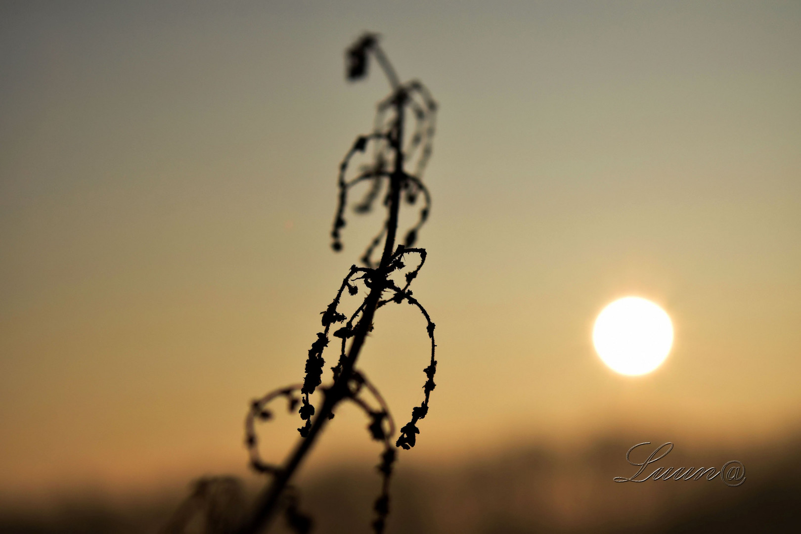 Le soleil d'or