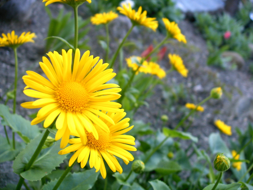 le soleil du jardin