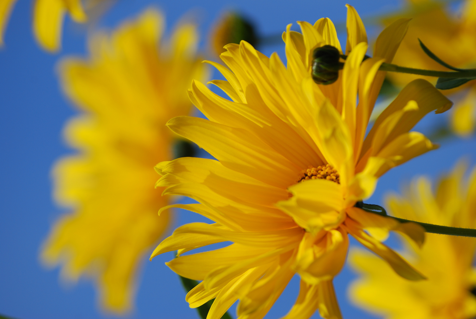 Le soleil en fleur