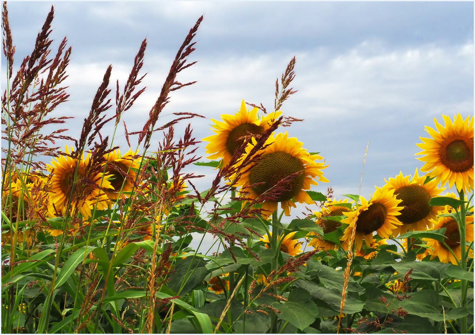 Le soleil est caché mais ils sont là… !