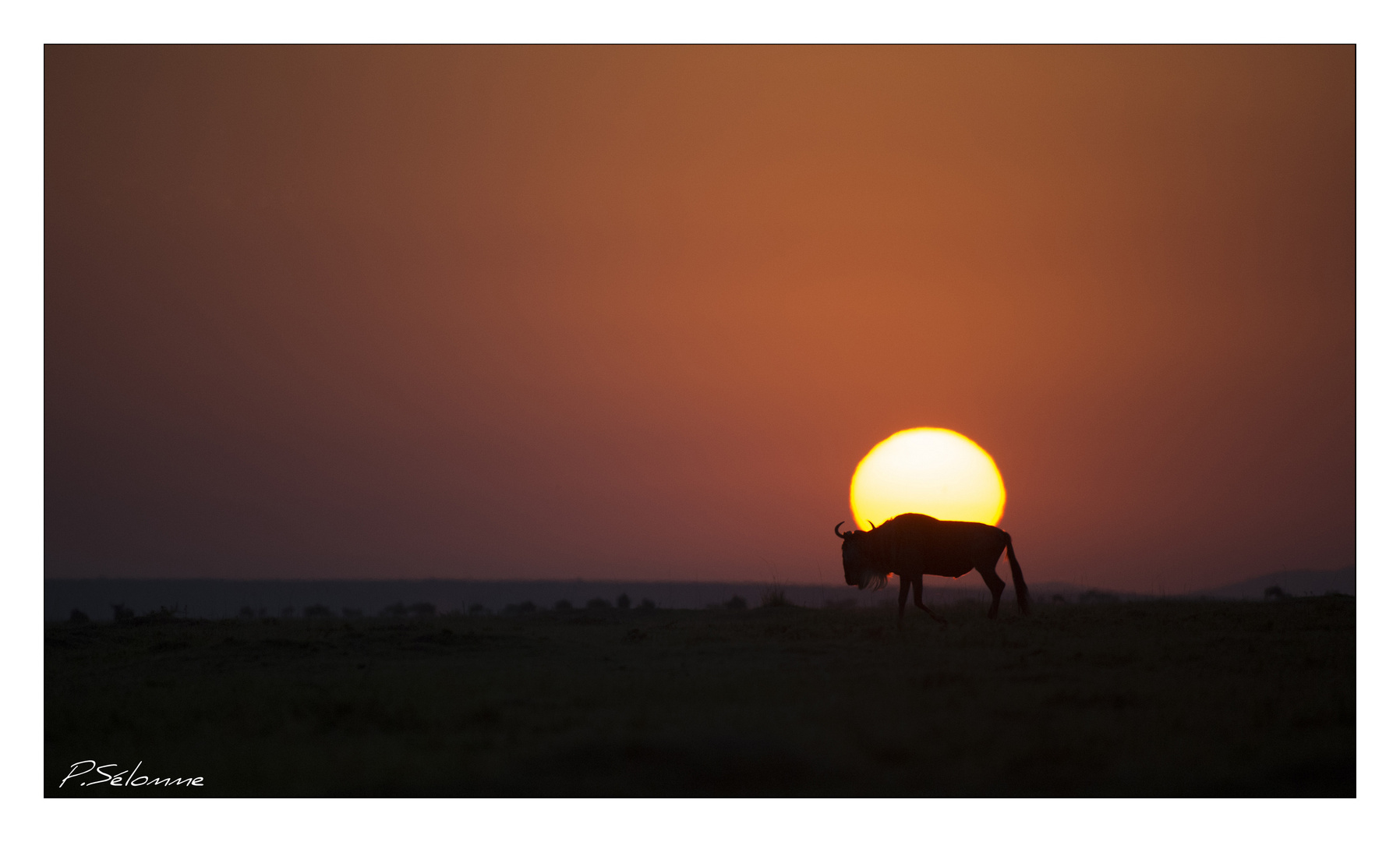 Le soleil et le gnou