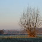 Le soleil qui pose ses rayons sur l'arbre