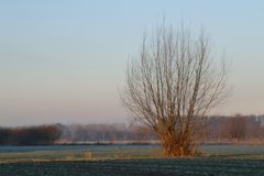 Le soleil qui pose ses rayons sur l'arbre