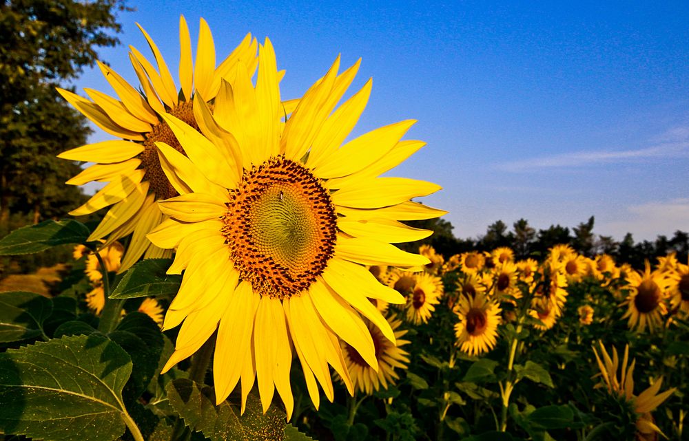 LE SOLEIL REVIENT