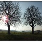 Le soleil s'aventura si bas qu'il fût pris dans les branchages des arbres.