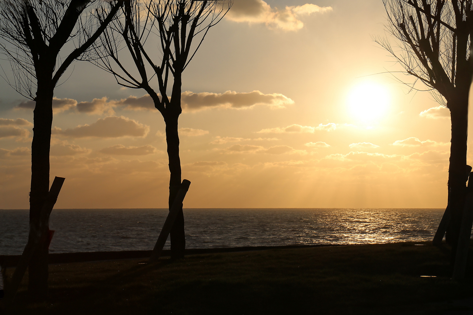 le soleil se couche  à traversx les arbres