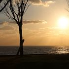 le soleil se couche  à traversx les arbres