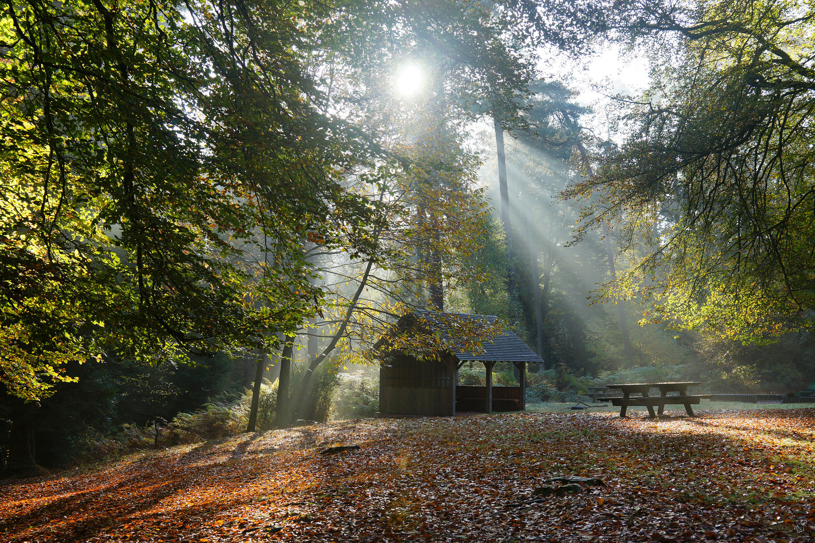 Le soleil se lève .... sur la forêt 