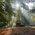 Le soleil se lève .... sur la forêt 