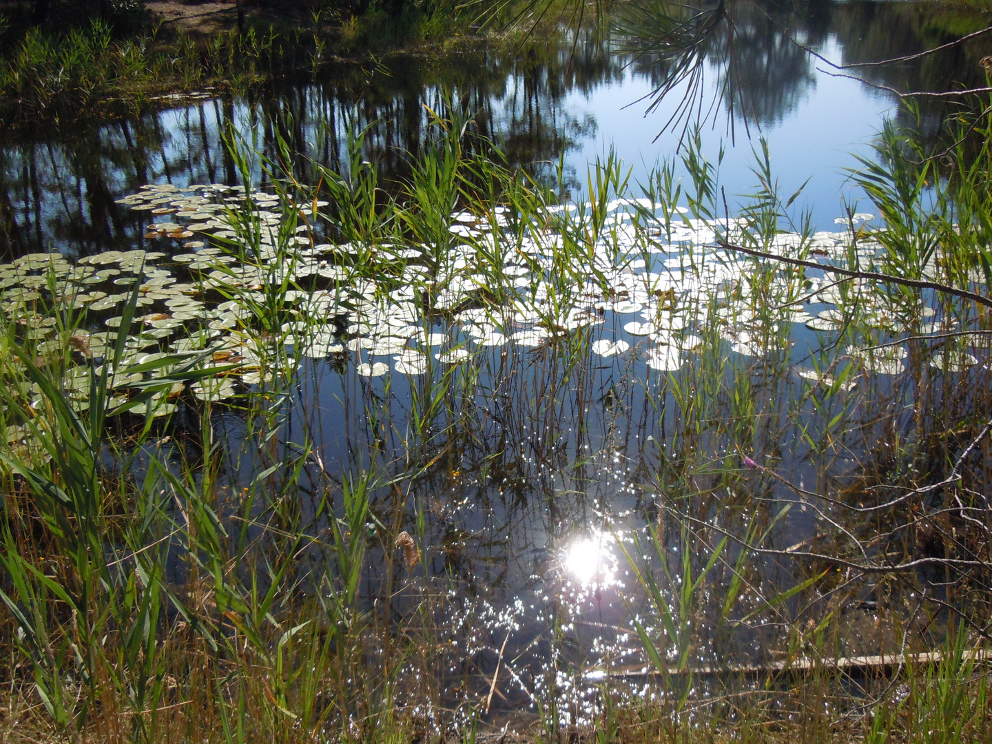 Le soleil s'est noyé dans l'étang
