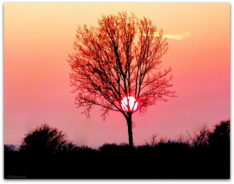 le soleil s'est pris dans le branches