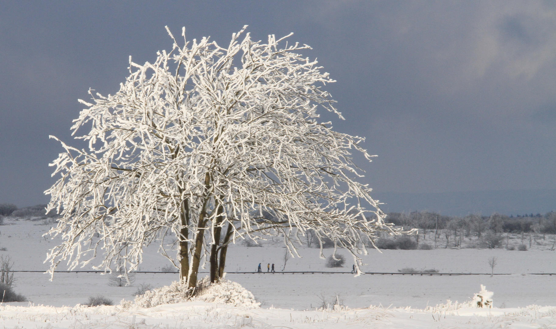 le soleil vient iluminer l arbre remplit de neige