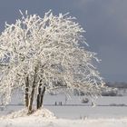 le soleil vient iluminer l arbre remplit de neige