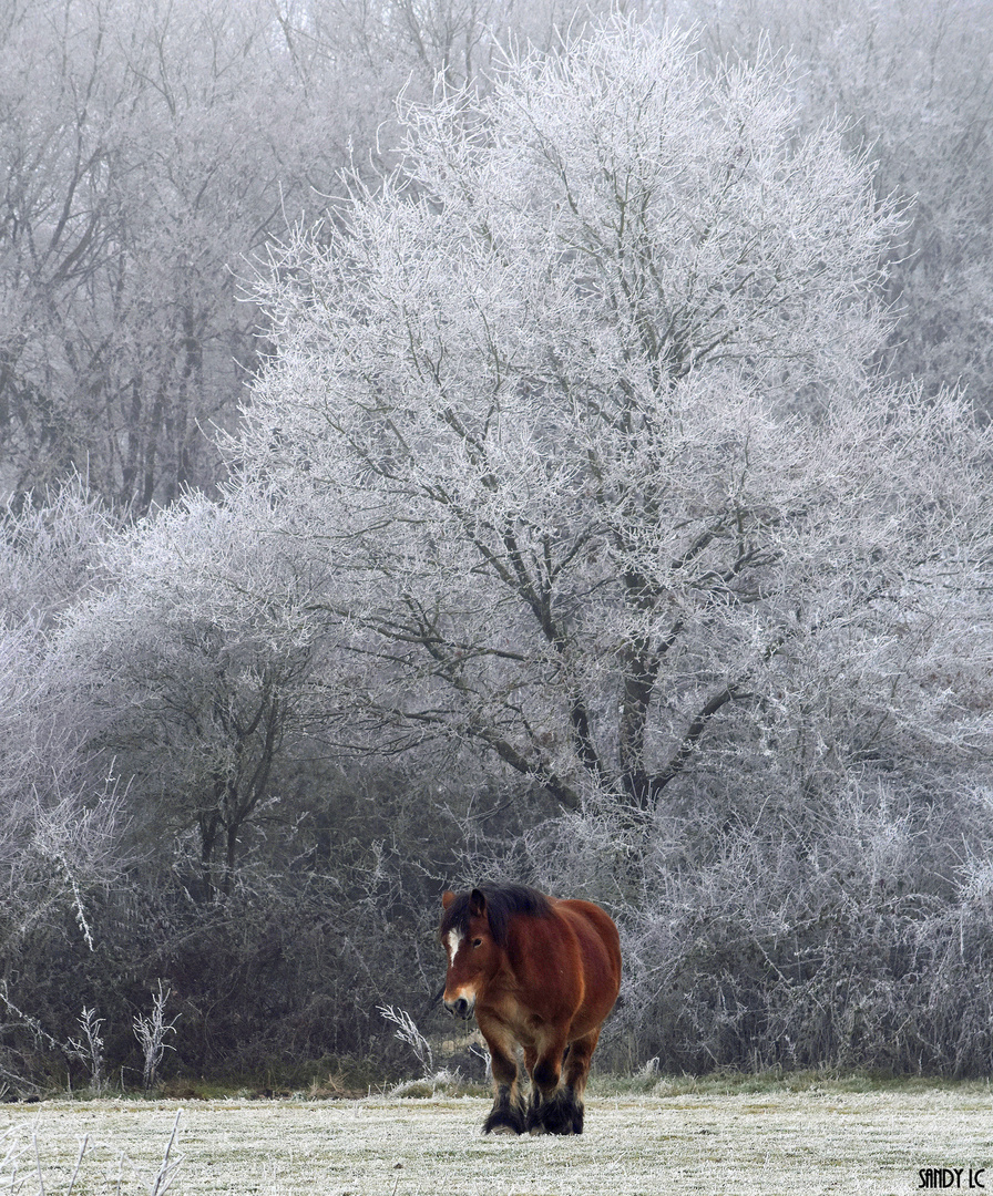 Le solitaire