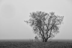Le solitaire dans la brume 