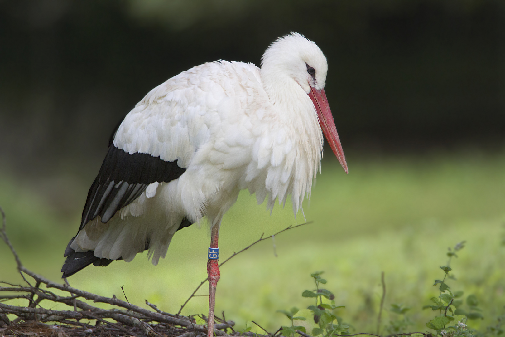 Le songe de la cigogne