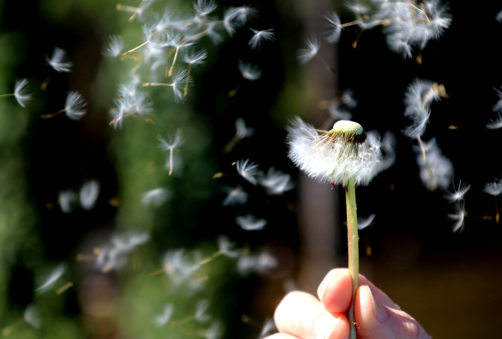 LE SOUFFLE DU PRINTEMPS......