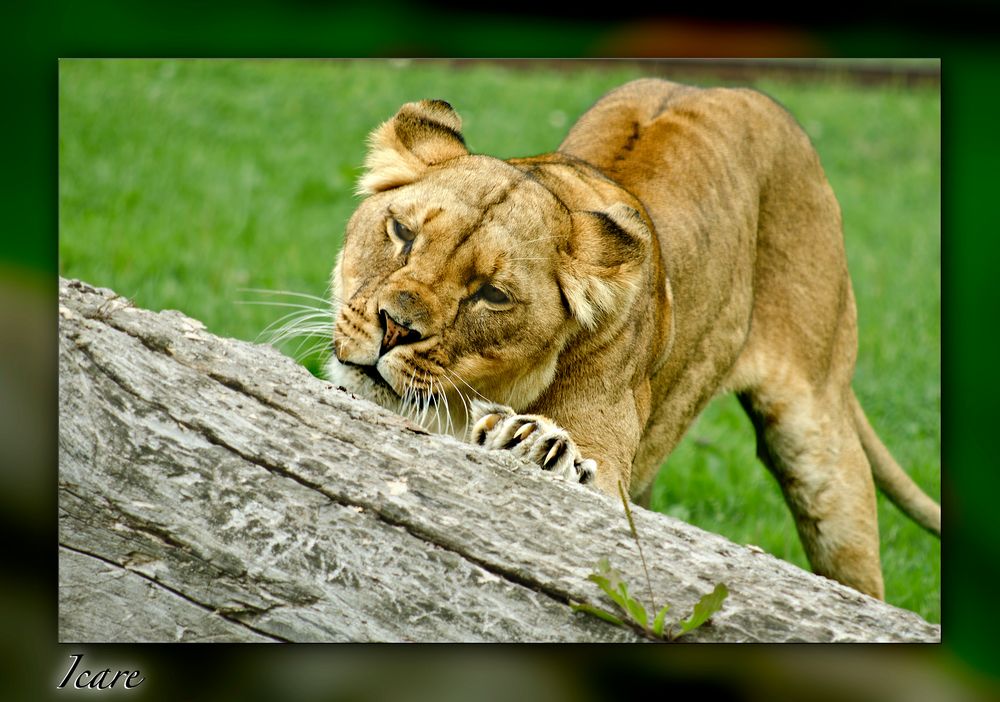 Le soupir d'une jolie fille s'entend de plus loin que le rugissement du lion