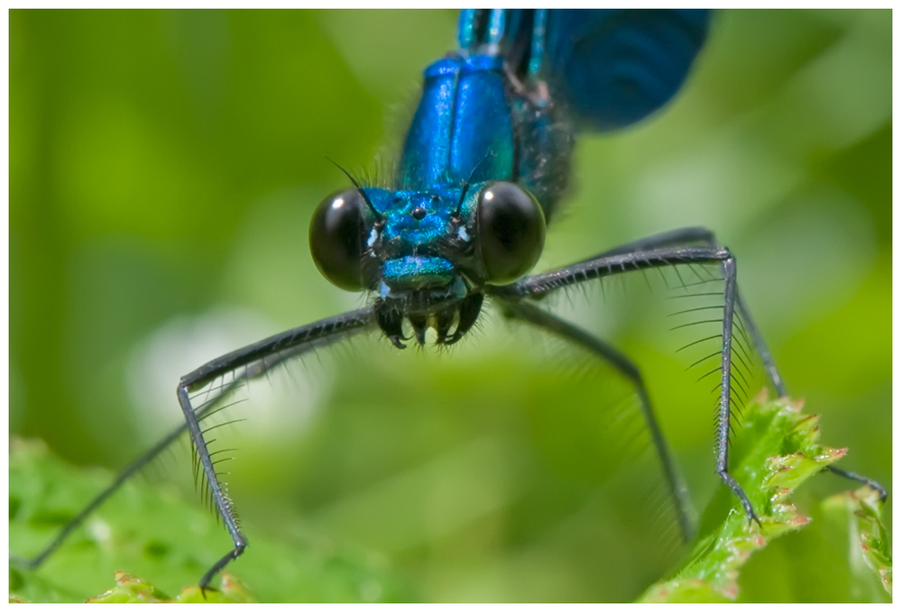 Le sourire de la Demoiselle (Calopterix Virgo mâle)