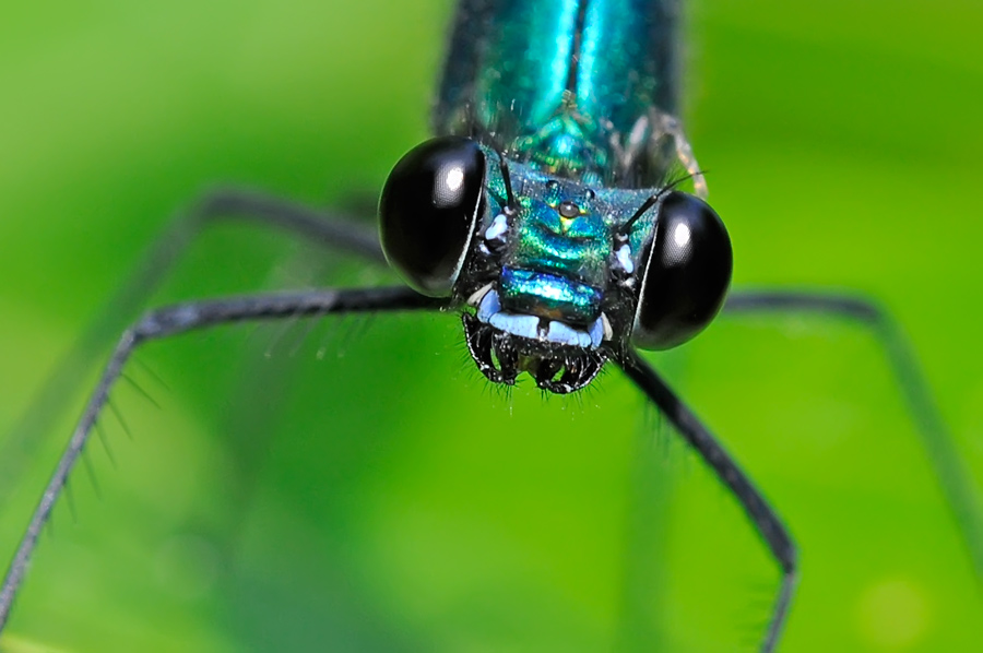 Le sourire de M. Calopterix virgo