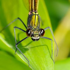 Le sourire de Mme Calopterix virgo