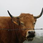 le sourire d'une Aubrac