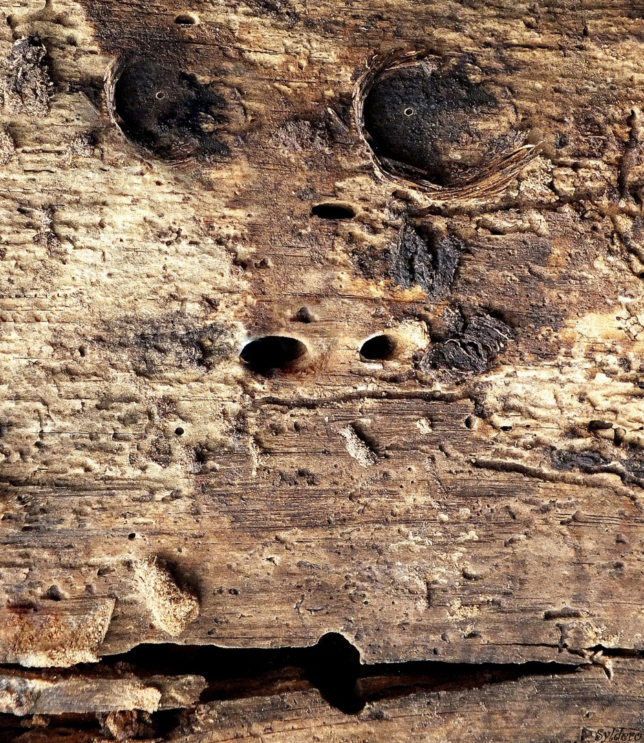 Le sourire édenté de l'acacia