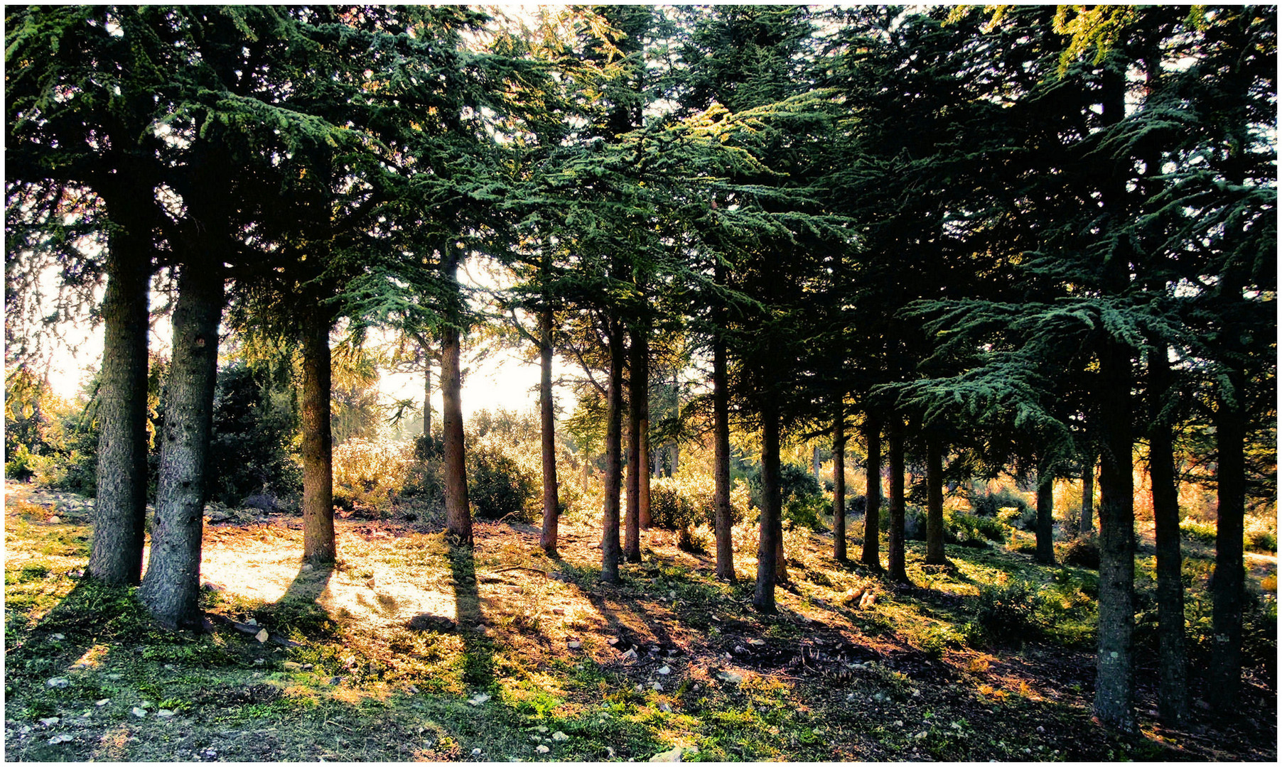 Le sous-bois