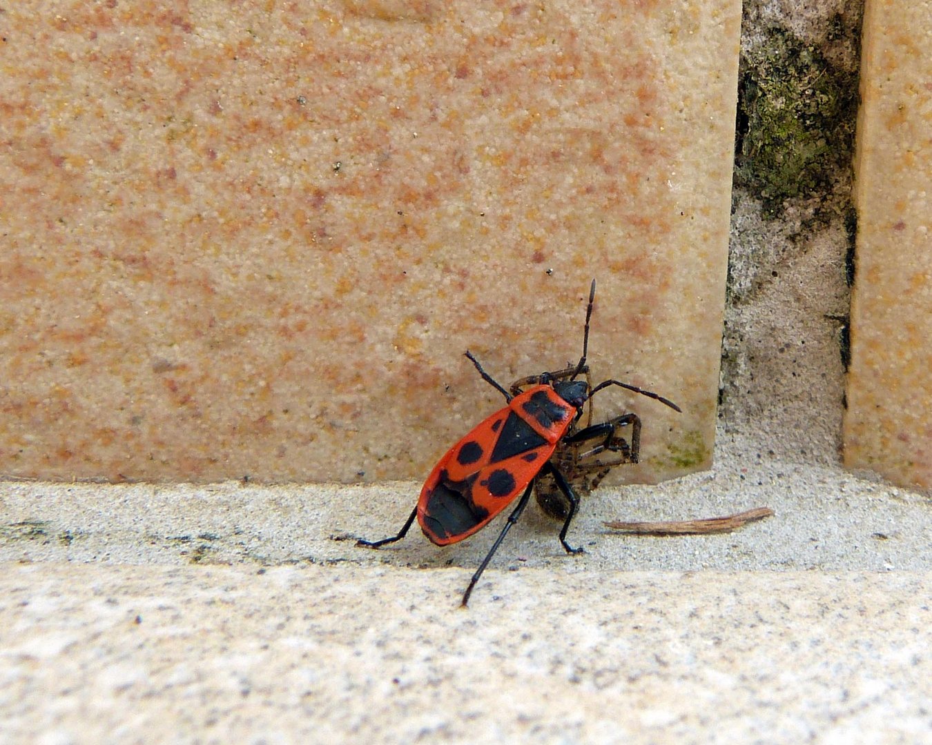 Le specimen breton ne craint pas les beaux nez rouges