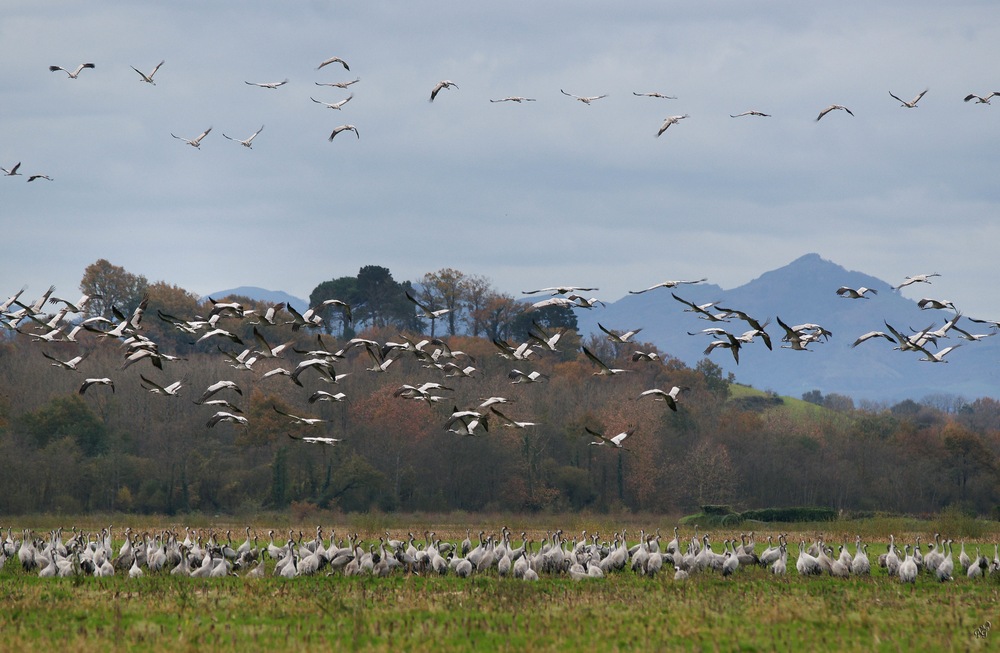 le spectacle des grues au Pays Basque ....