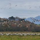 le spectacle des grues au Pays Basque ....